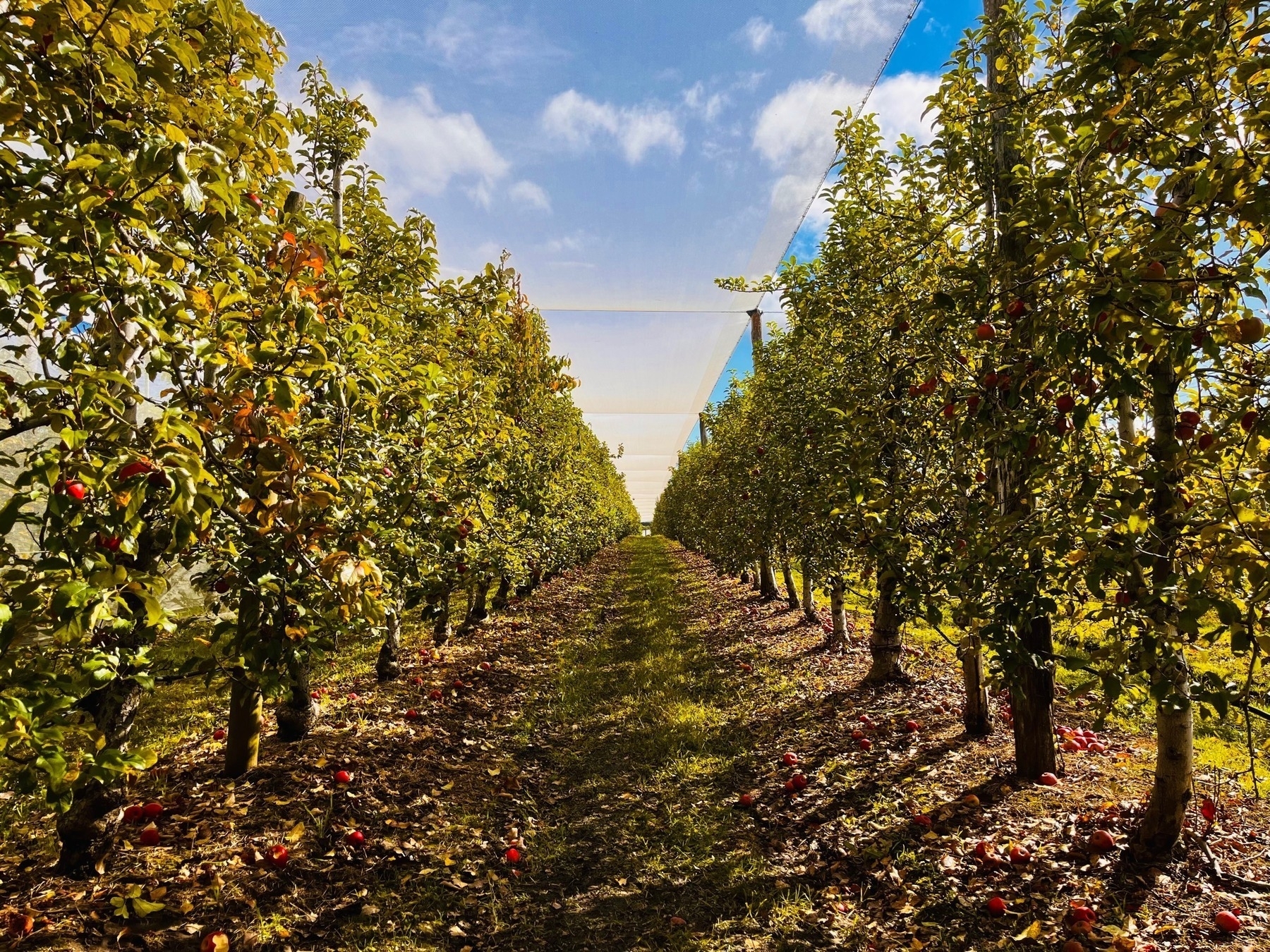 Rows of apple trees at an orchard