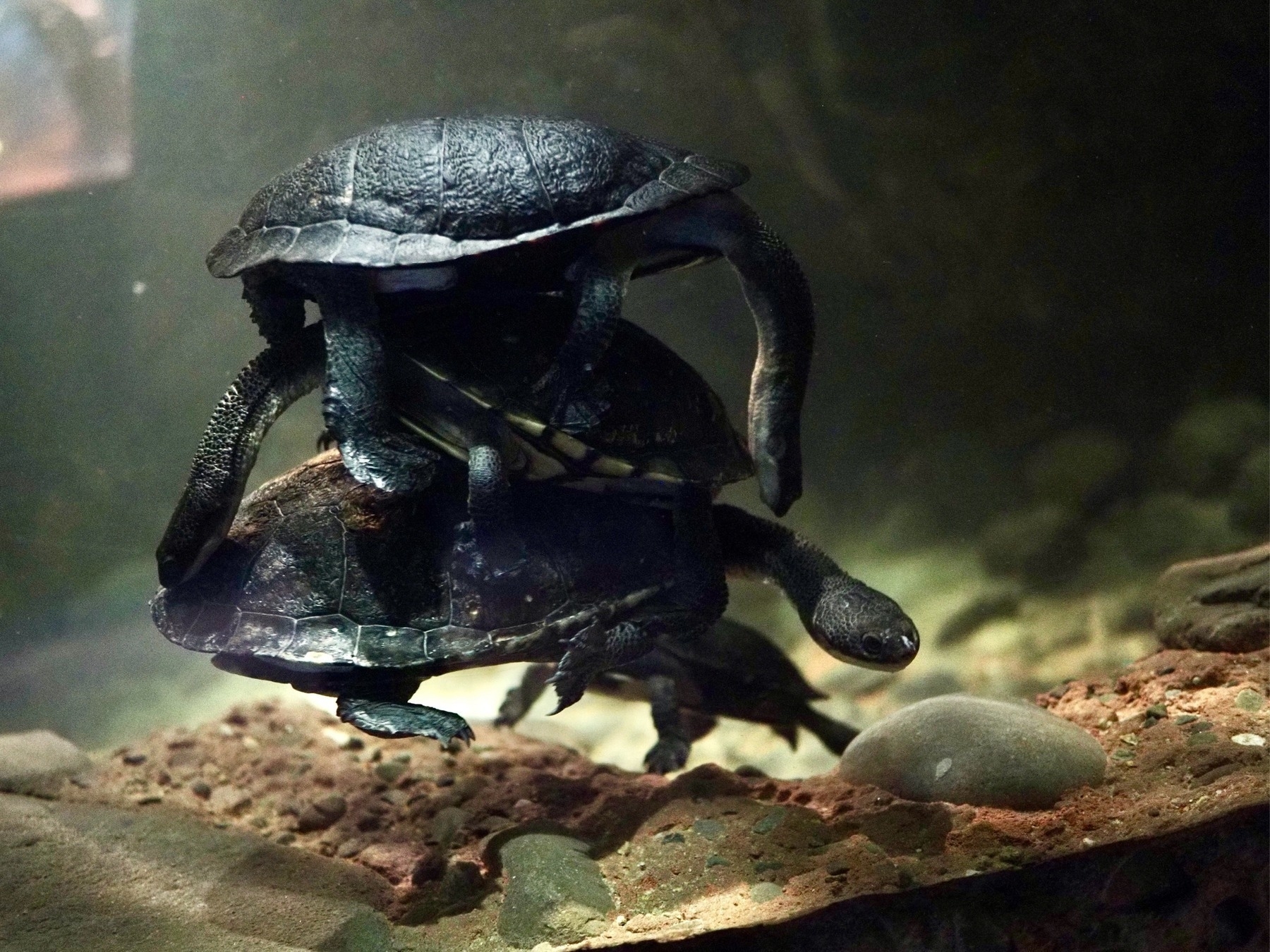 Entangled, floating turtles in a tank