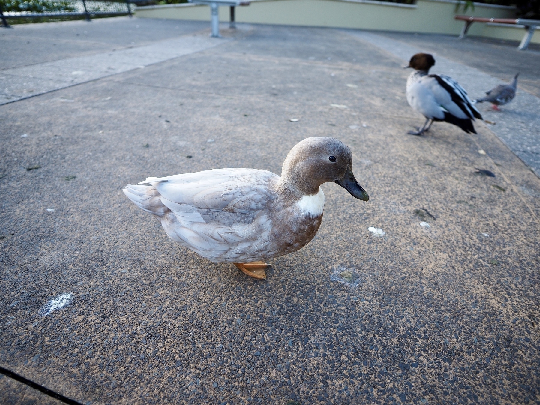 Ducks waddling on concrete