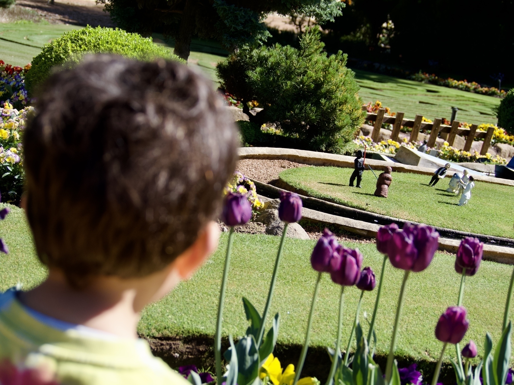 Looking over a toddler’s shoulder, past tulips towards little Star Wars figurines on very finely mown lawn