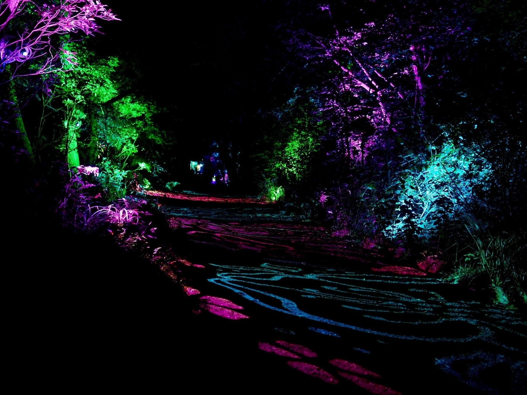 A forest lit up in various colours