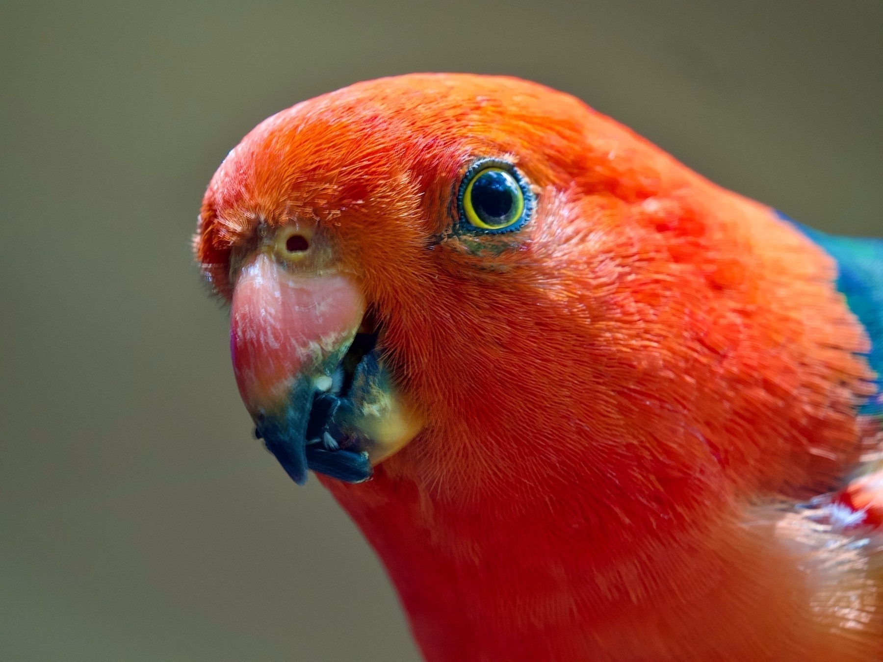 A close-up of Stumpy the King Parrot