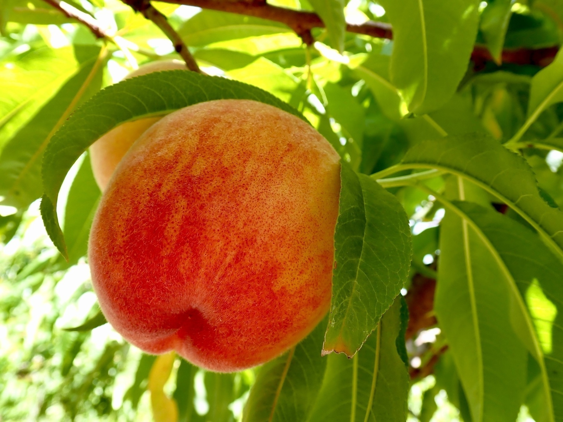A close-up of a peach hanging in a tree