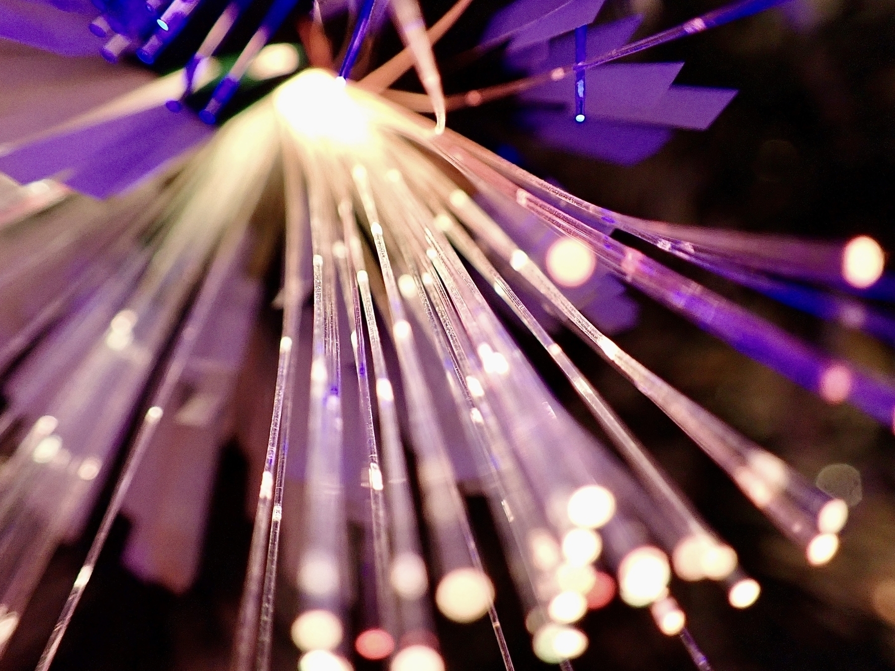 Macro shot of fibre-optics on a Christmas tree, with purple up the top