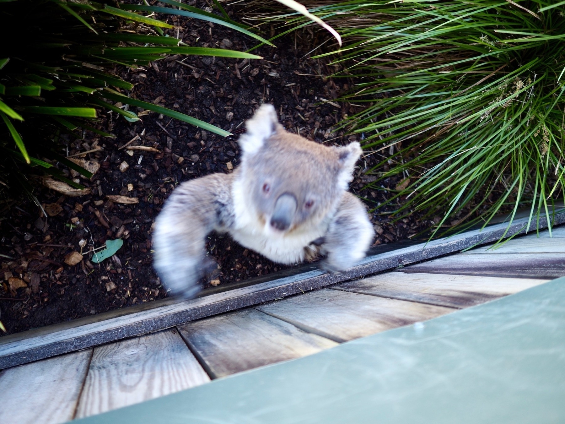 A koala leaps up a fence towards the camera