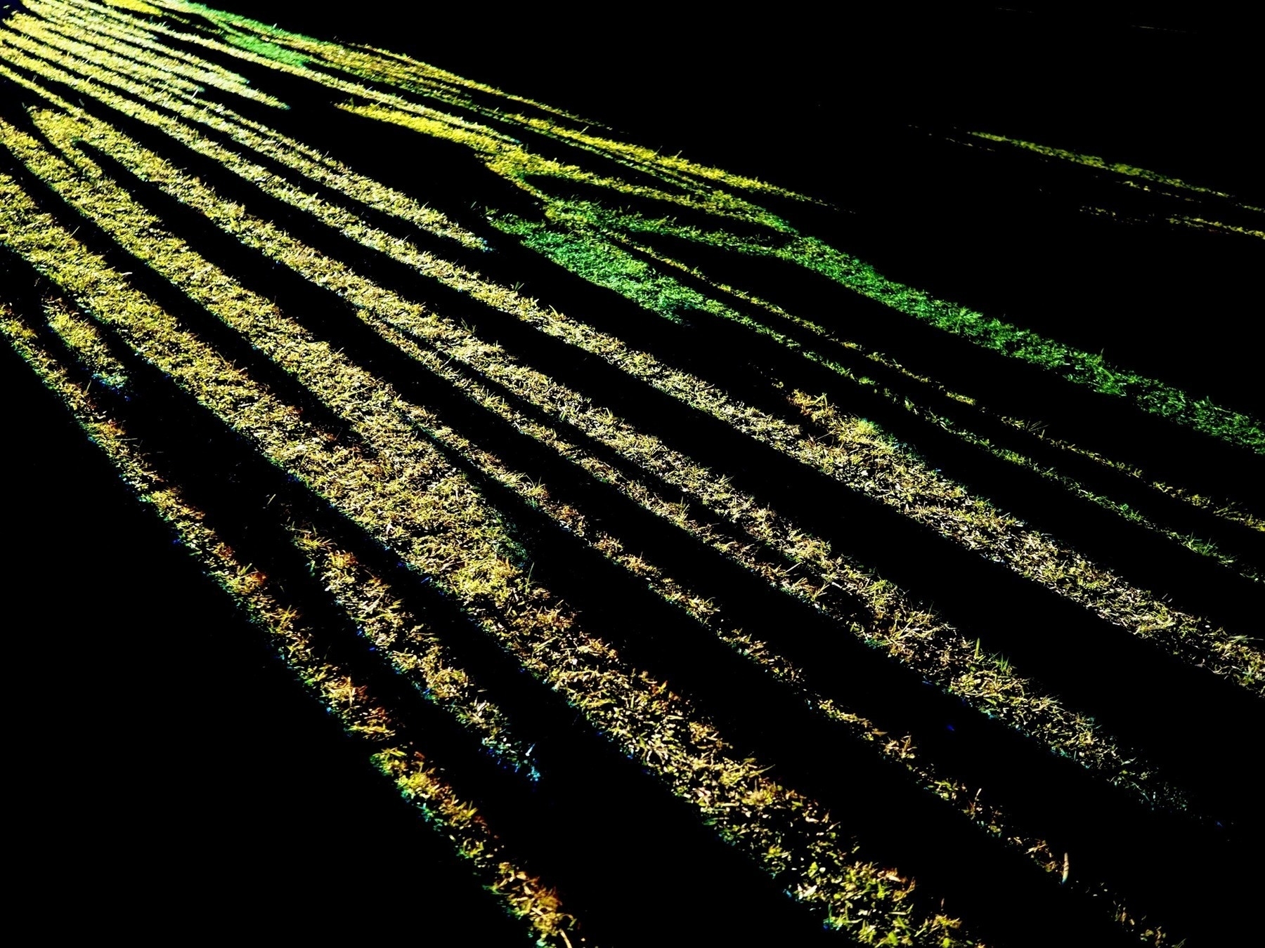 Curved beams of light on grass at night
