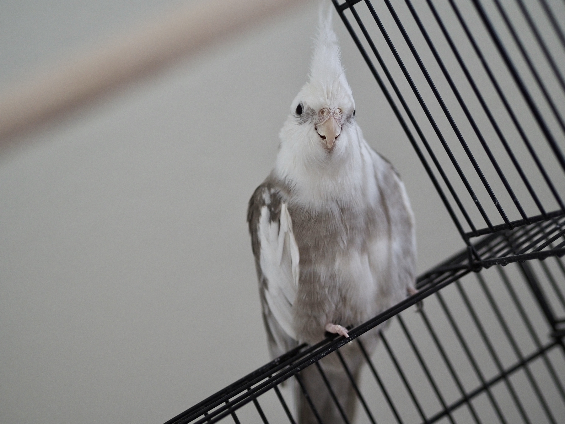 A cockatiel sits on top of her open cage.