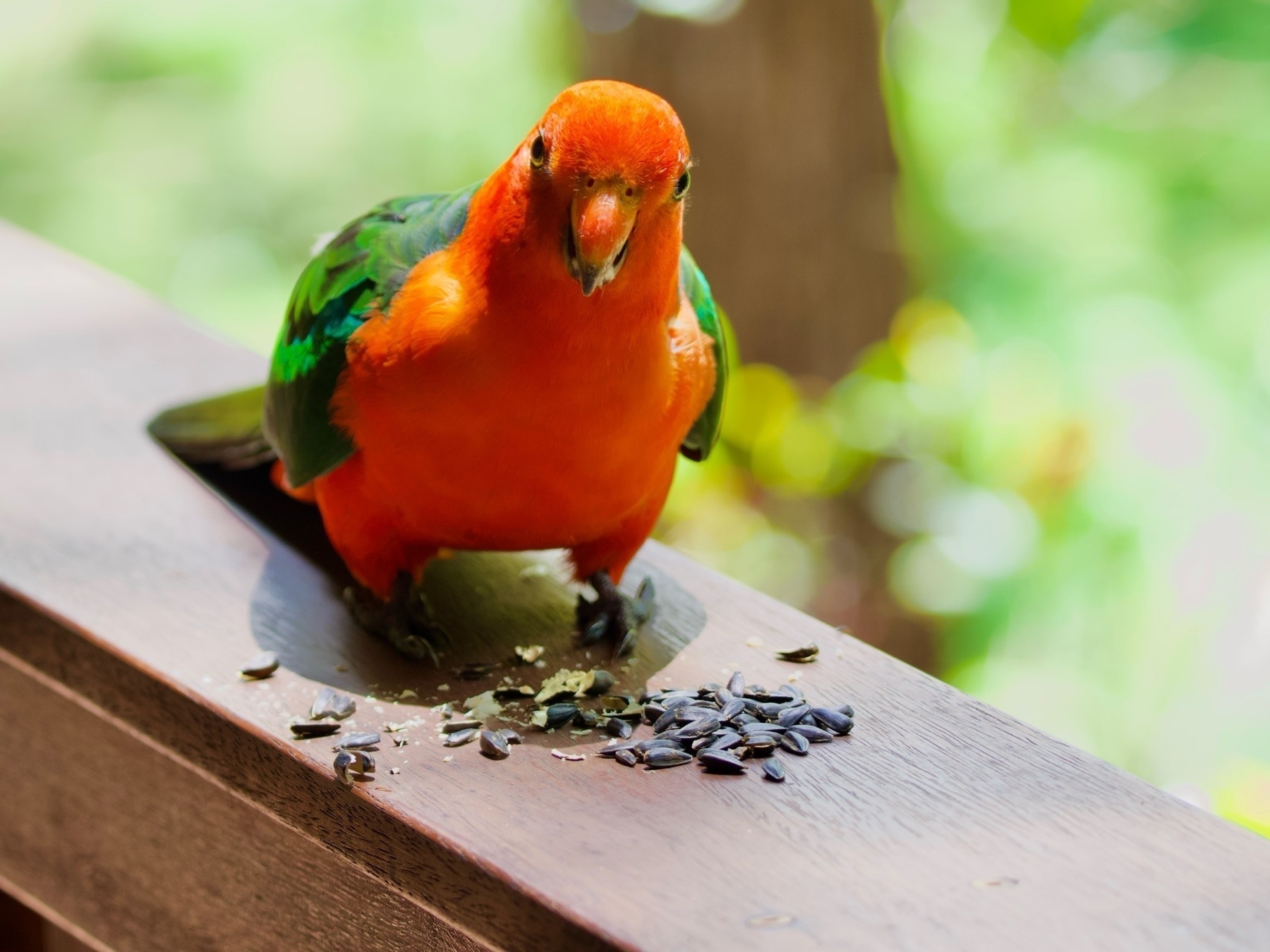 Stumpy the King Parrot eating seeds on a wooden railing