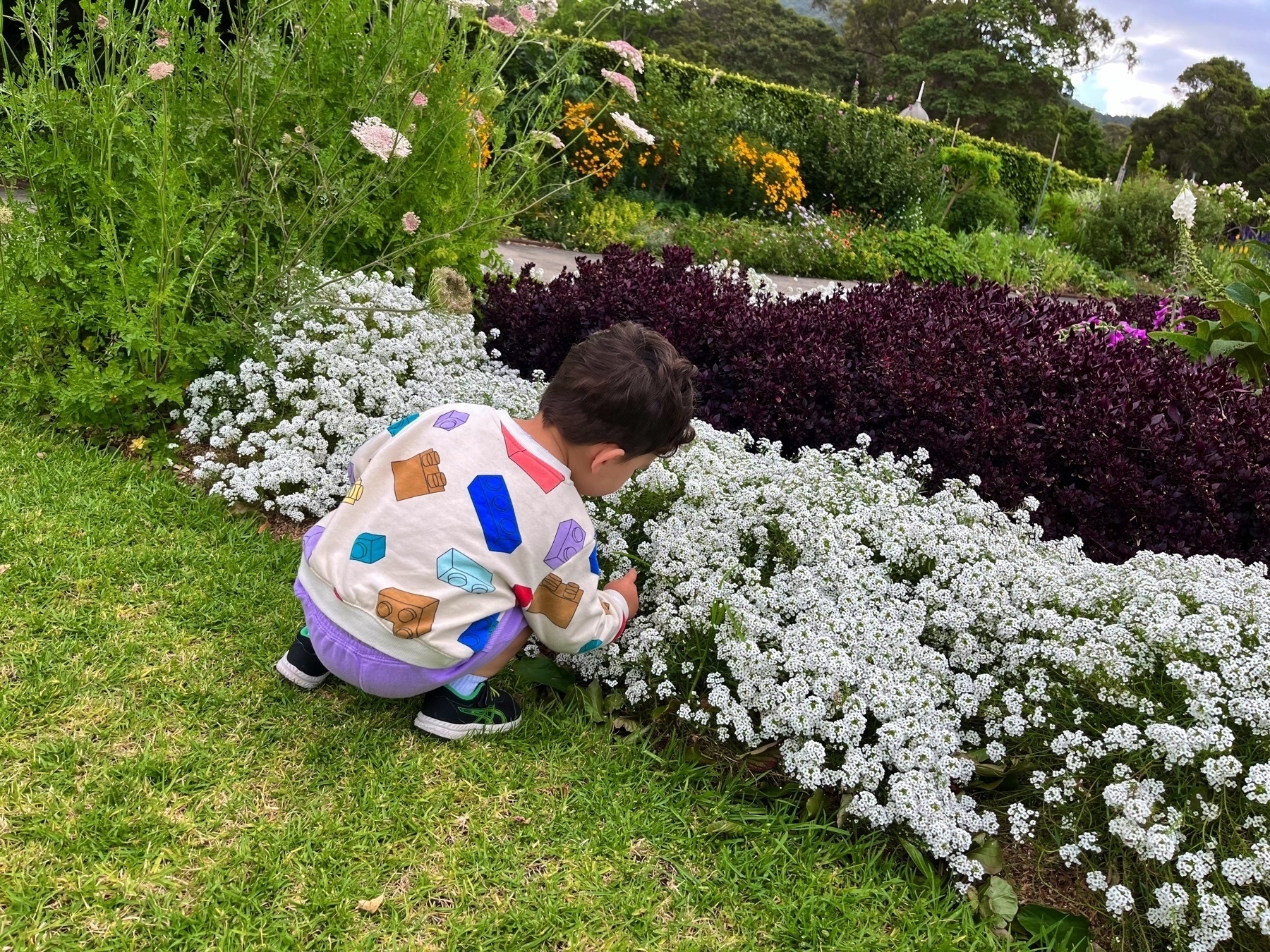 A toddler closely examines tiny white flowers in a garden.