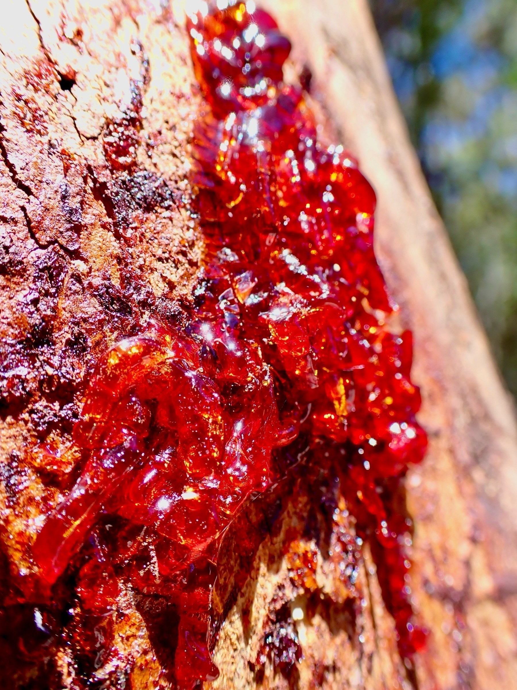 Oozing red tree sap in the sunshine
