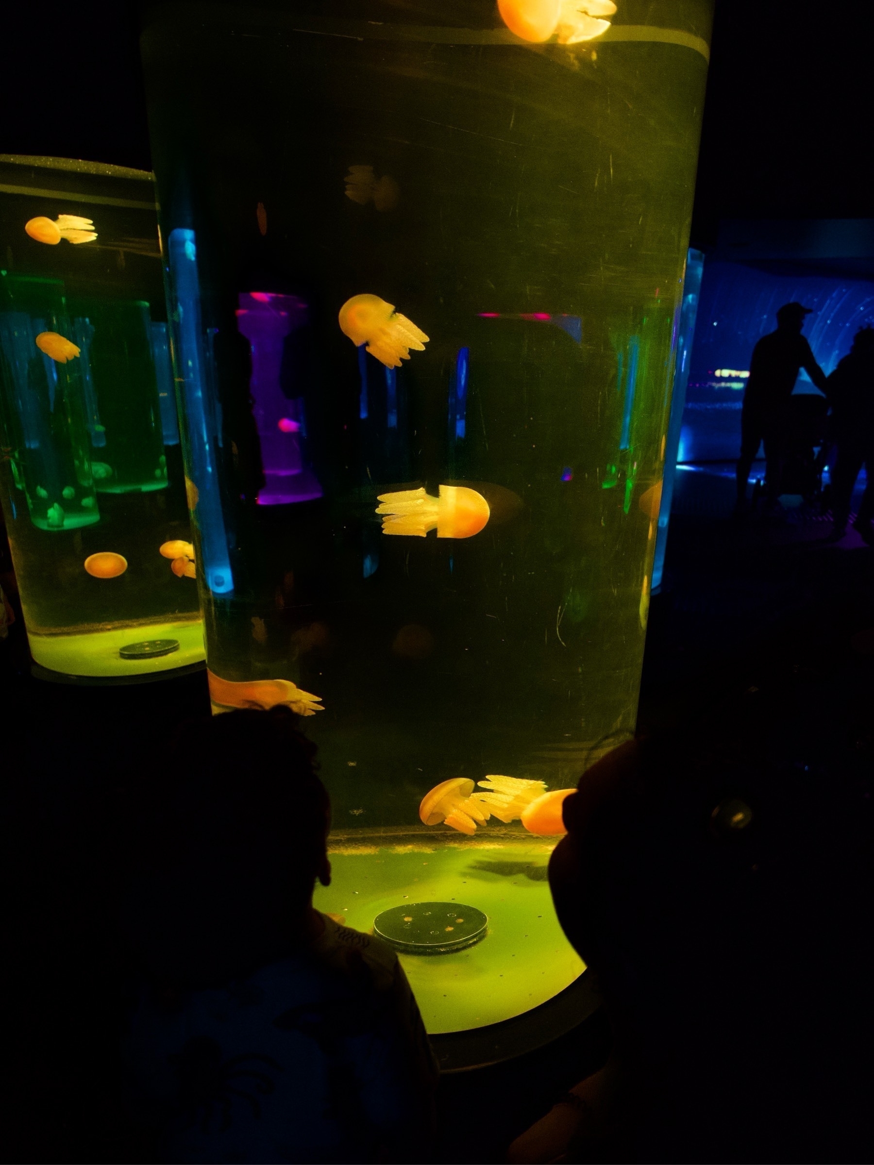 Silhouettes of people from behind as they look at a tank of illuminated jellyfish