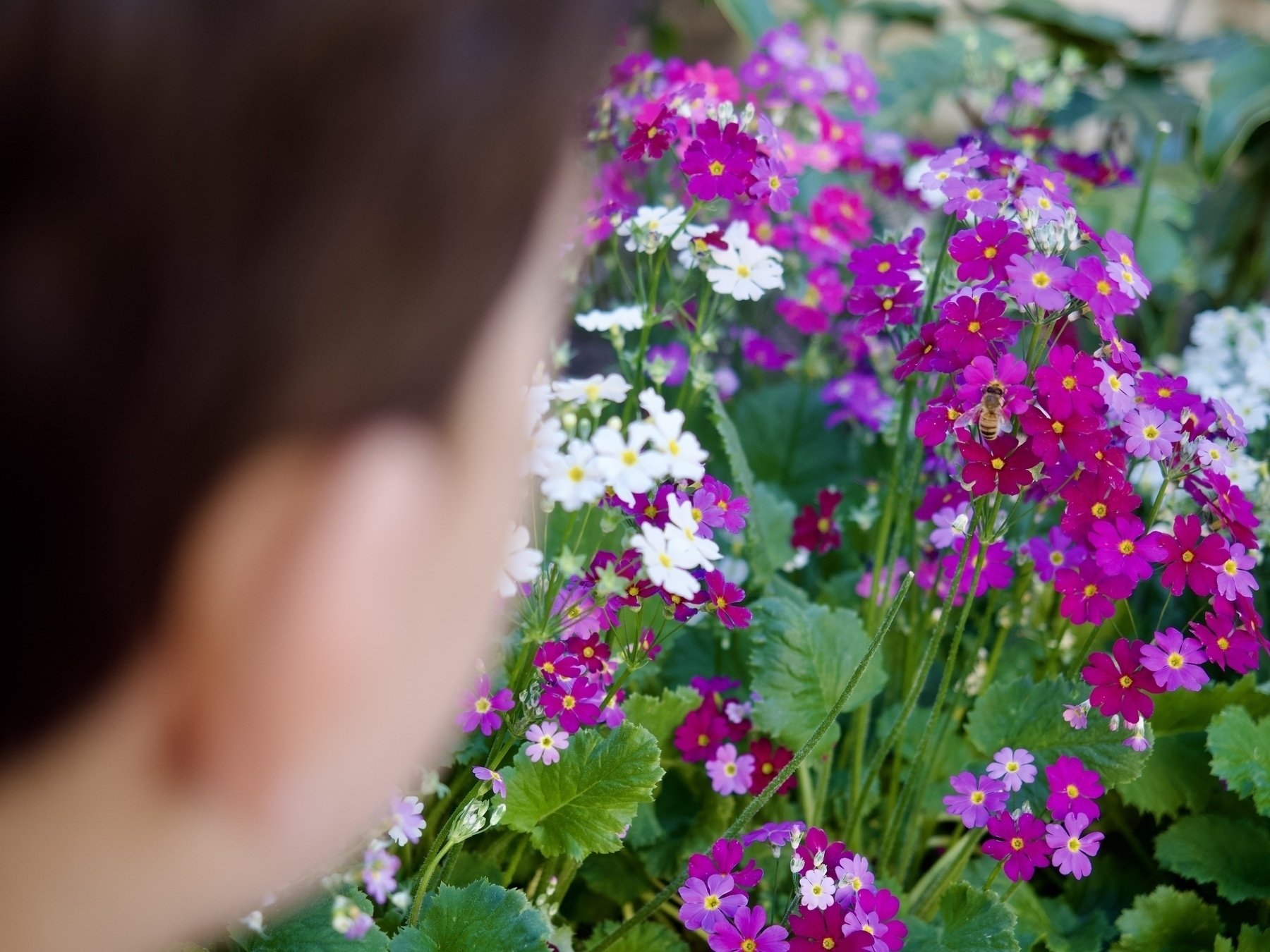 Looking over my son’s shoulder as observes a bee in a bright pink and purple flowerbed