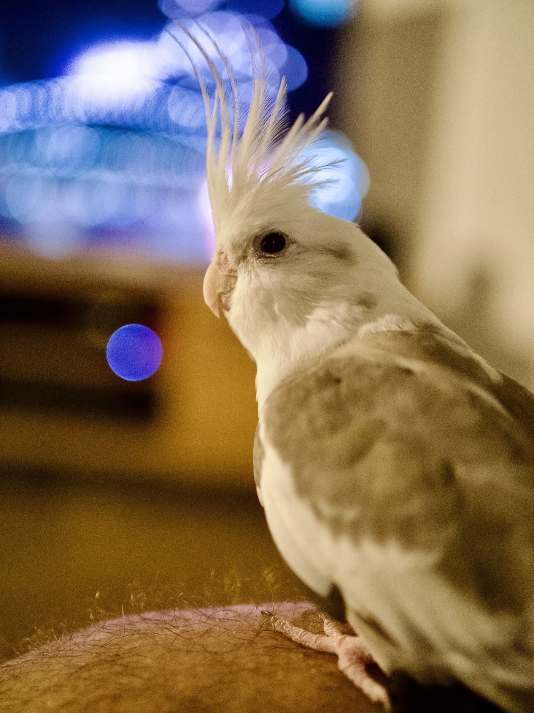 A cockatiel in front of a blurred TV