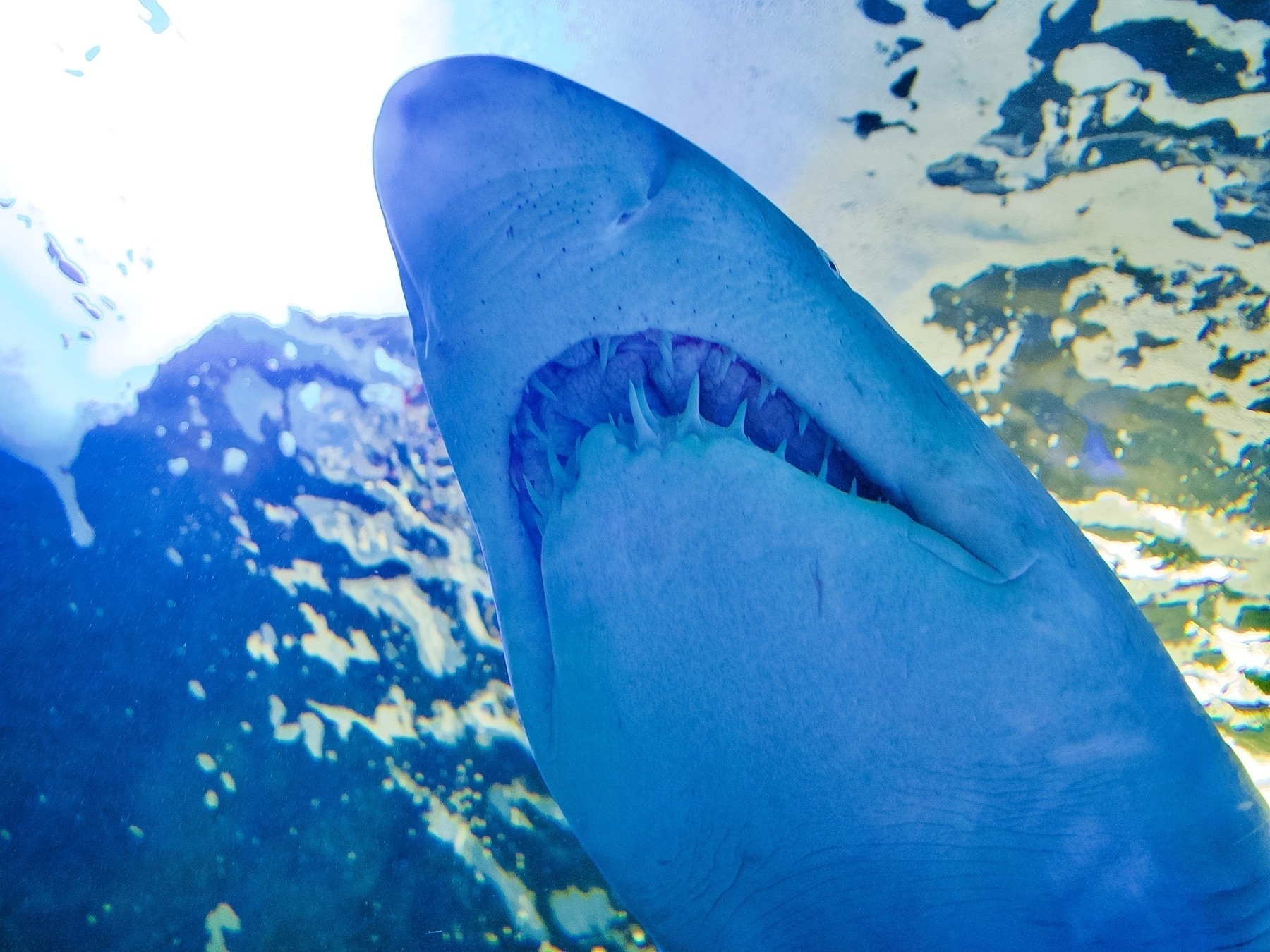 A close-up of a shark's head and sharp teeth
