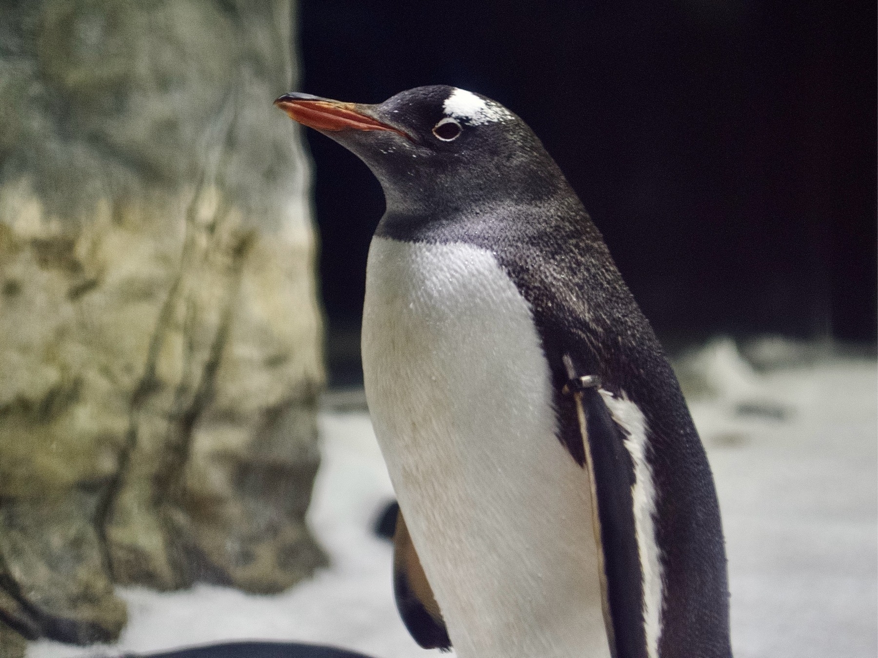An adult little penguin