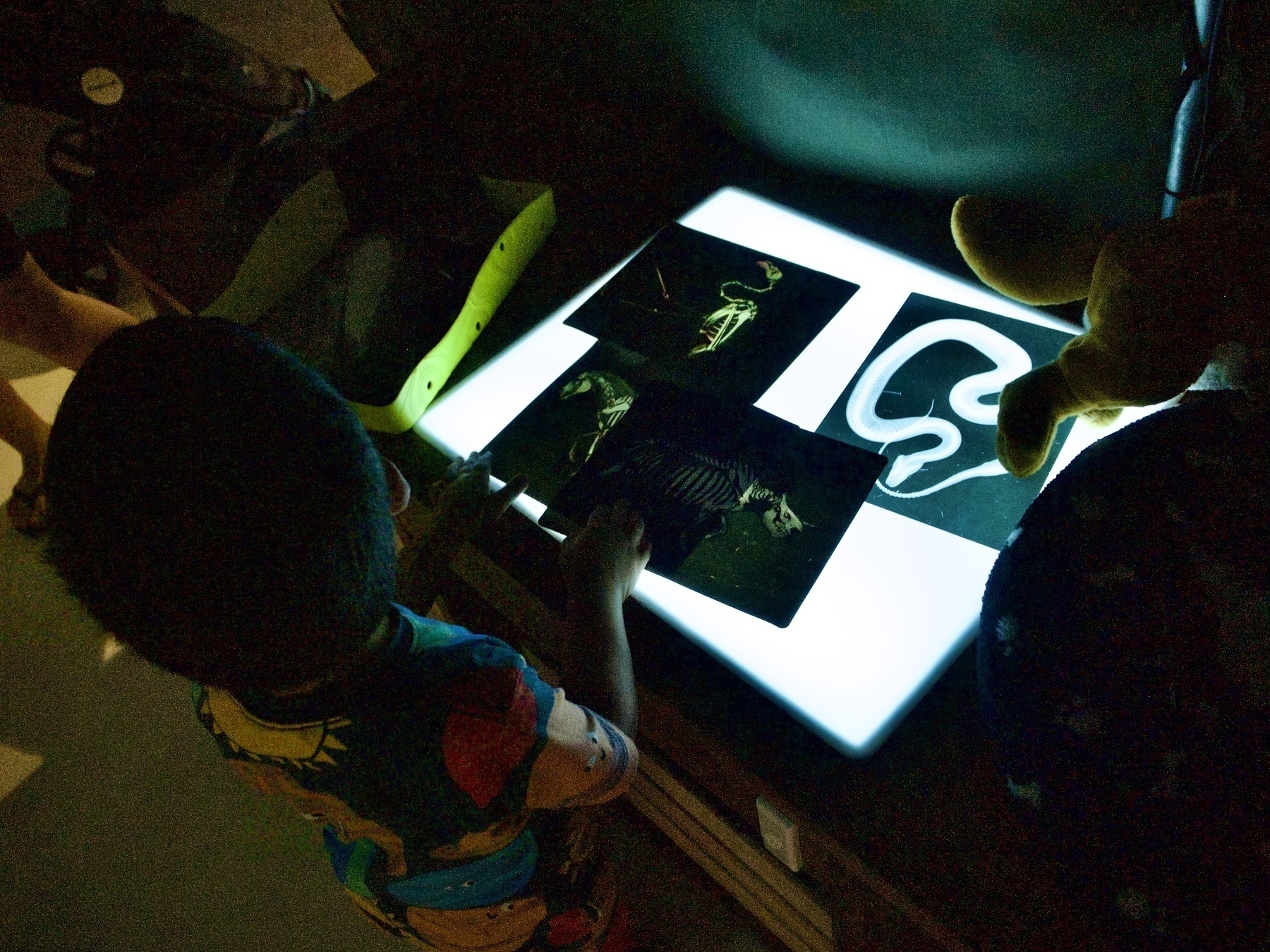 Looking over a boy’s shoulder at x-ray images of animal skeletons