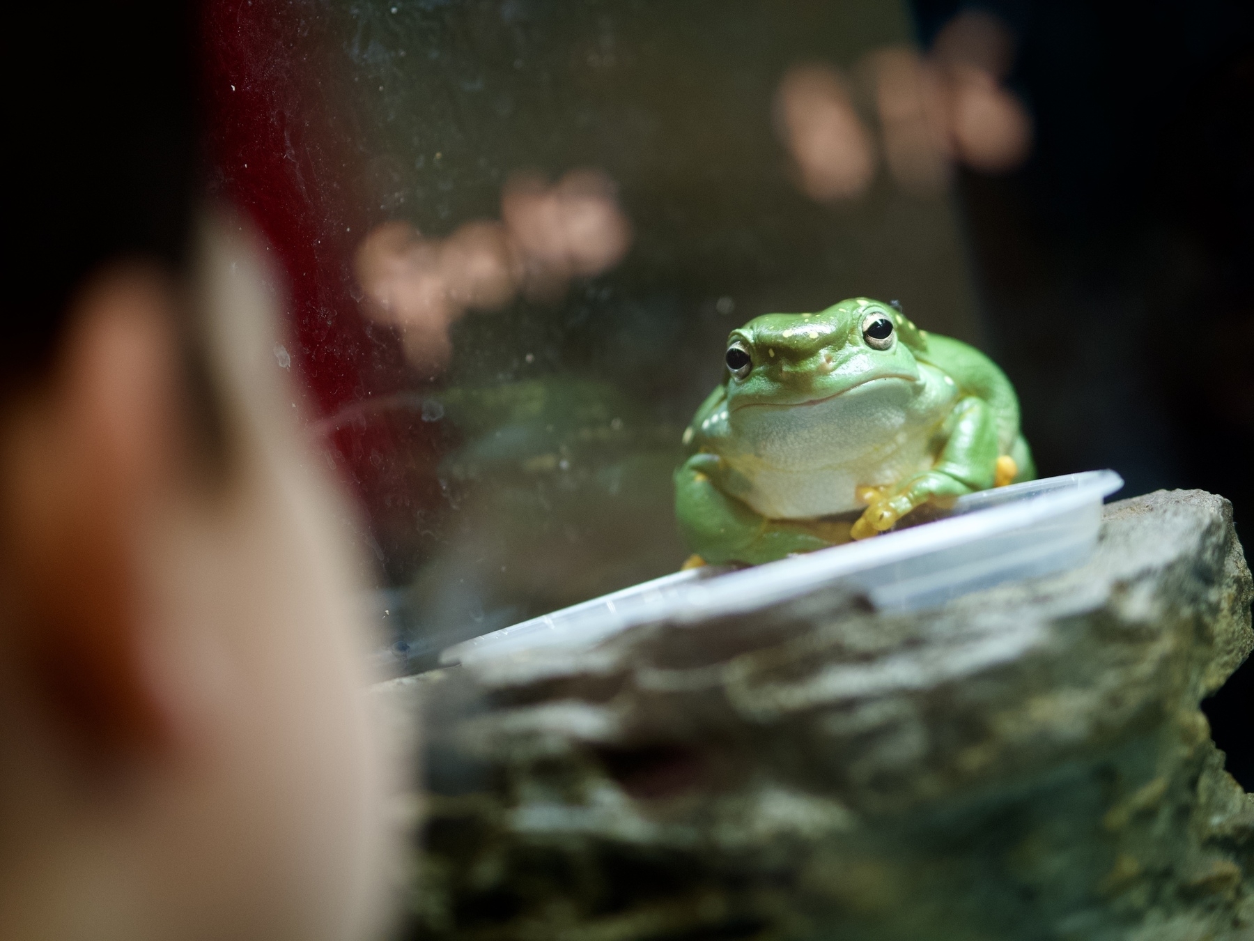 A green frog on a rock stares at a blurred child in the left of the frame.
