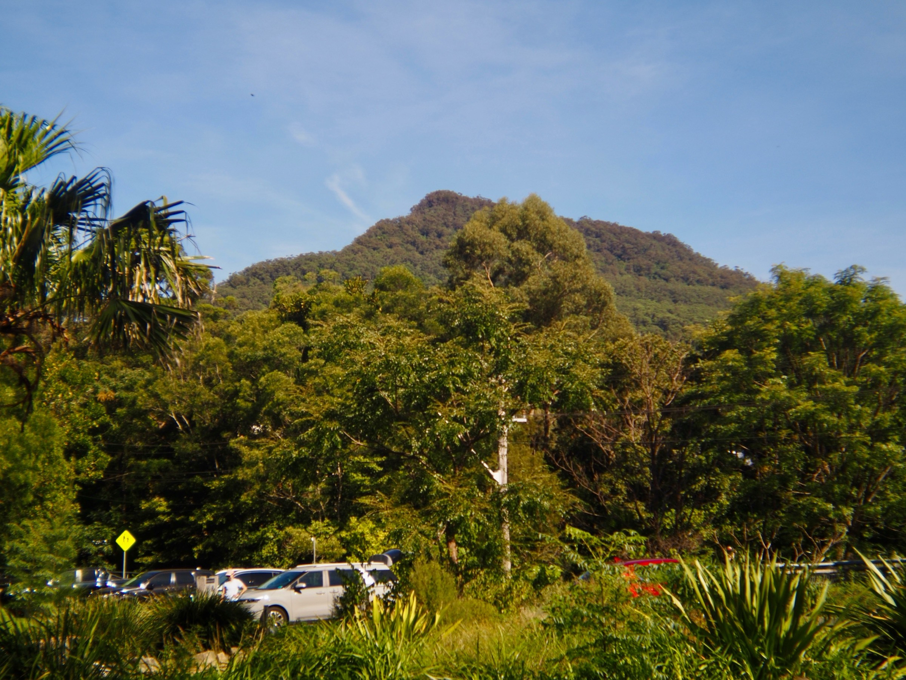 Looking up at leafy Mount Kembla past eucalyptus trees and parked cars on a sunny day