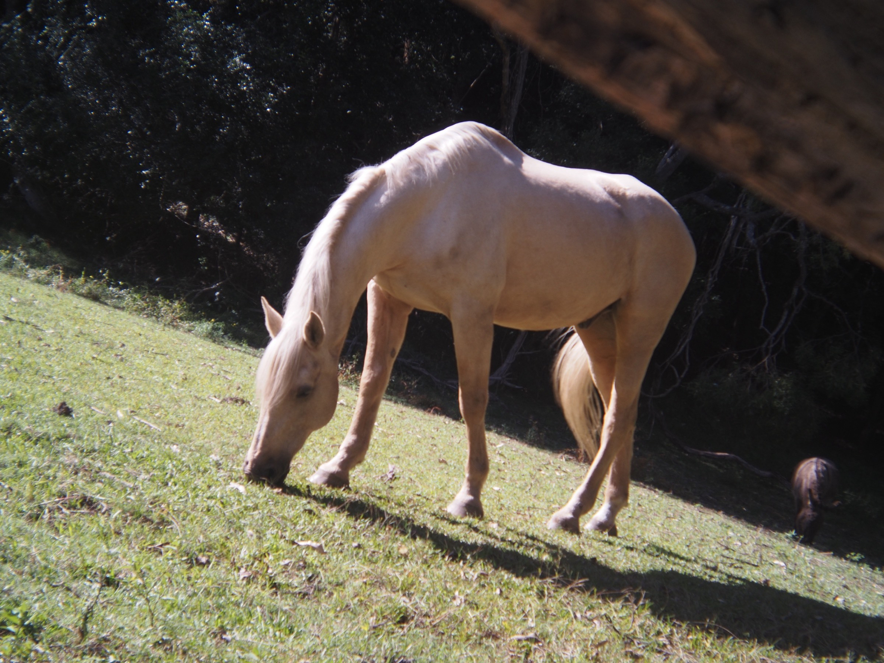 A light-coloured horse enjoys a spot of grass