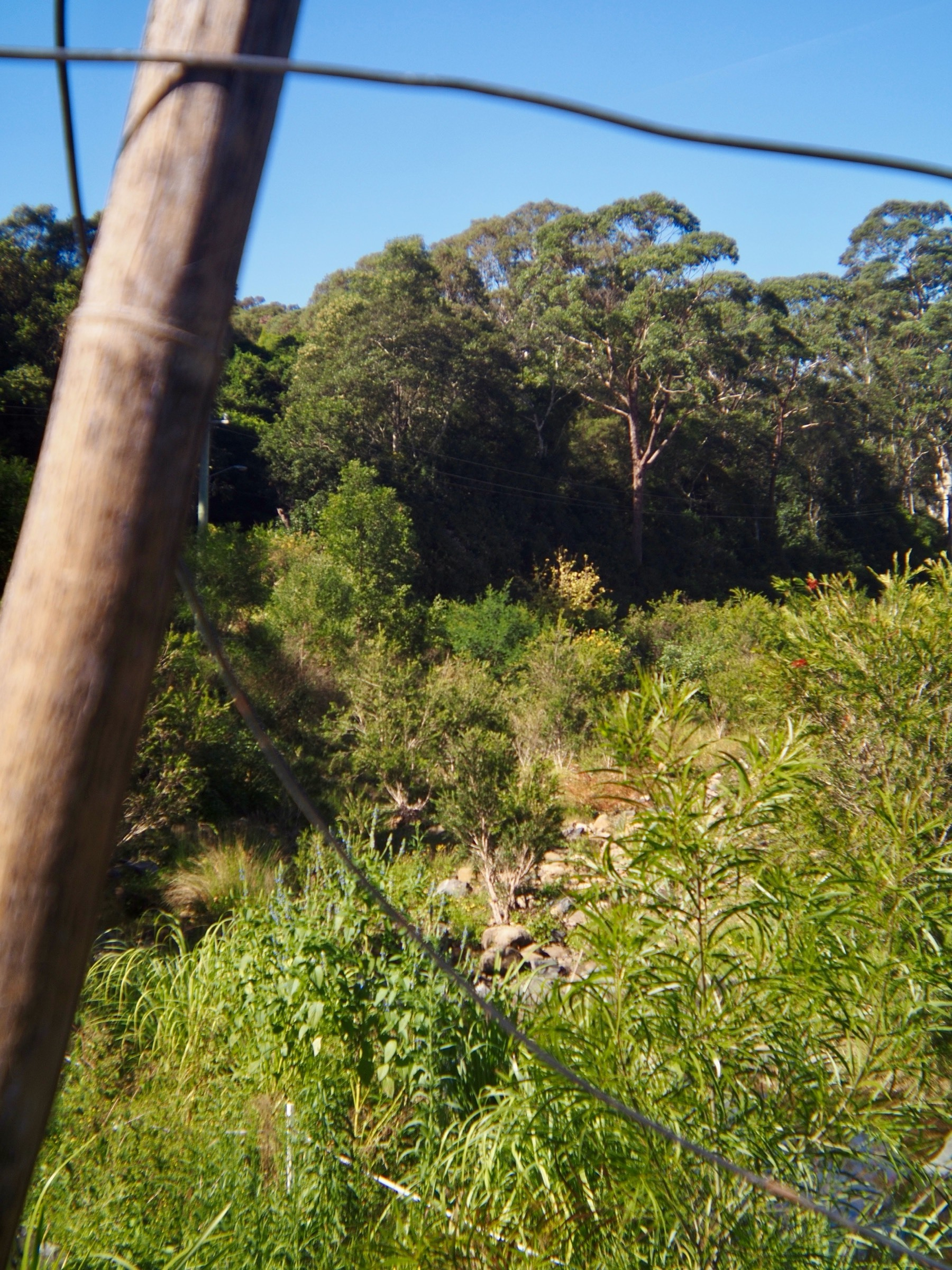 Peering through a fence at a creek and bushland