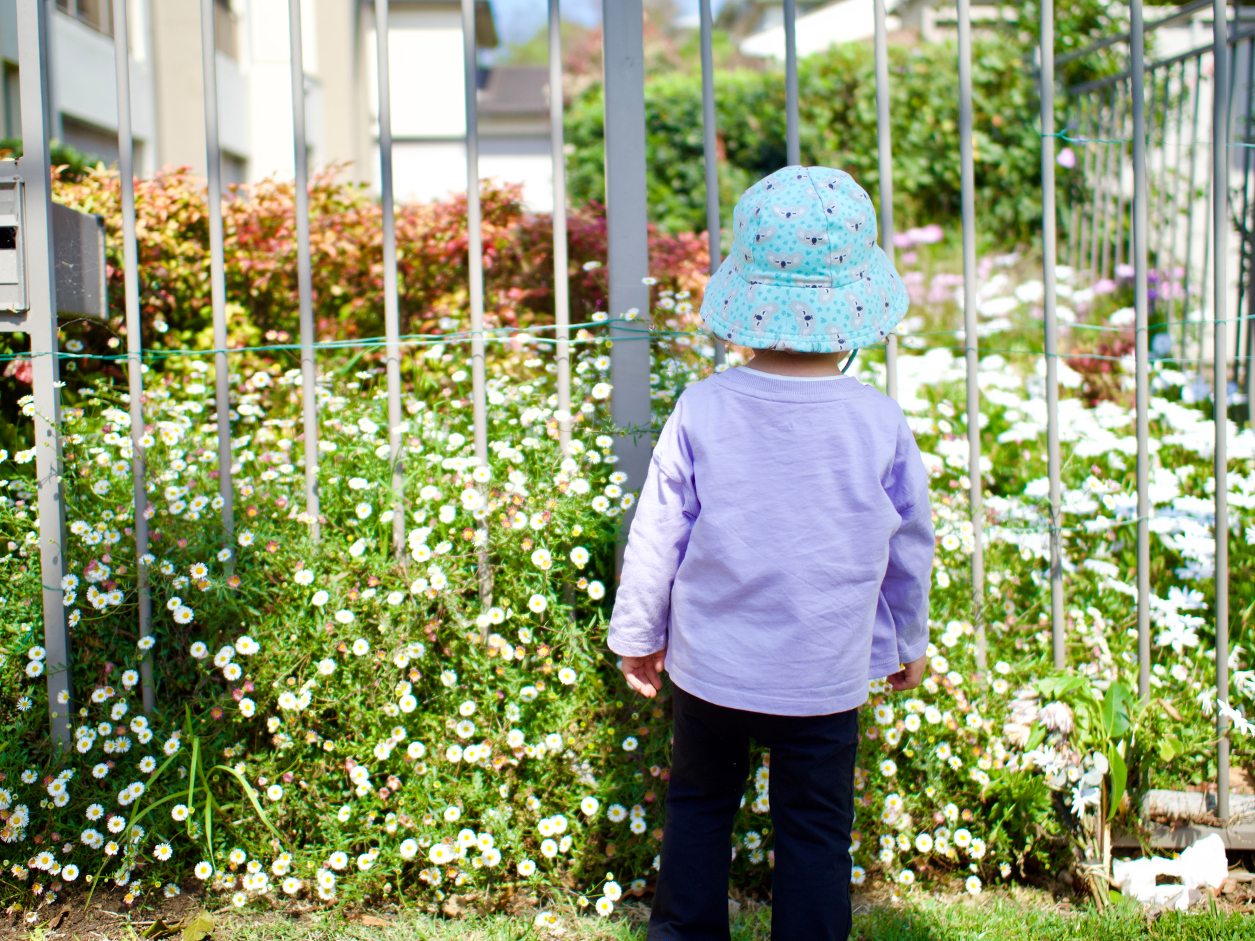 A toddler wearing a hat stops to look at a bush full of flowers through a metal fence on a suburban street.